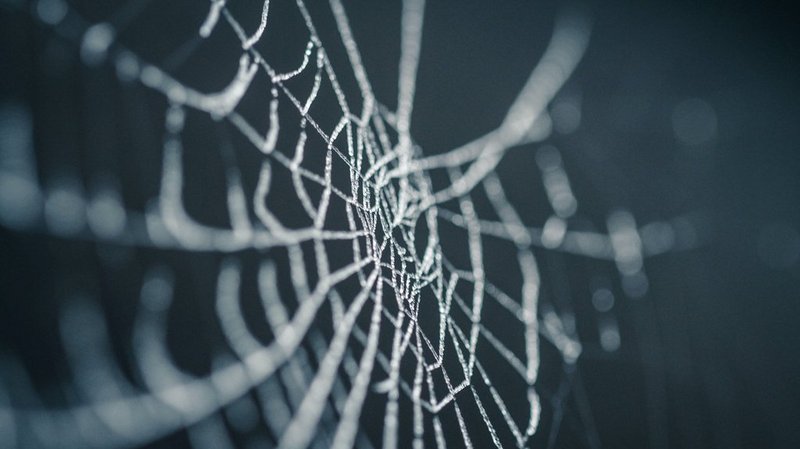 Spinnennetz weiß reflektierend auf dunklem Hintergrund